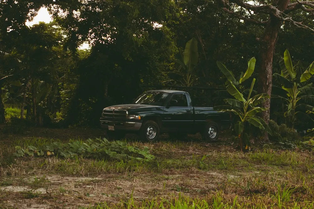 Ram pickup in a field